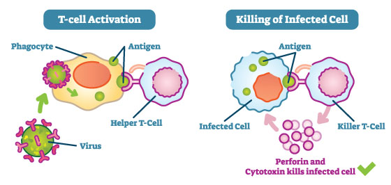 T cells